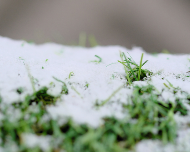 Winterizing Sports Fields: Protecting Turf in Cold Climates